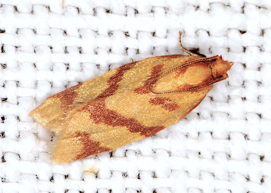 Tortricidae N. 11